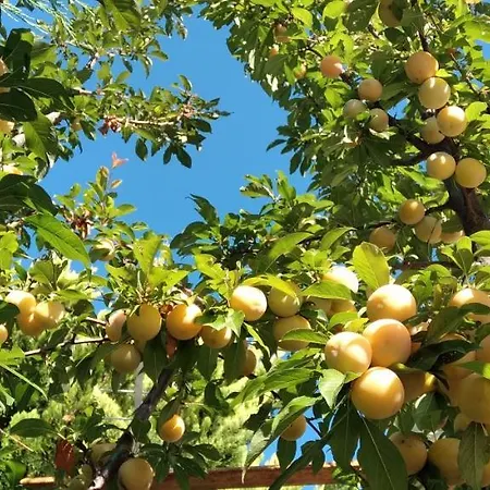 펜션 Arti 사밀