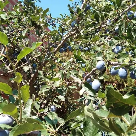 Arti Σπίτι διακοπών