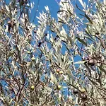 Tatil Evi Arti