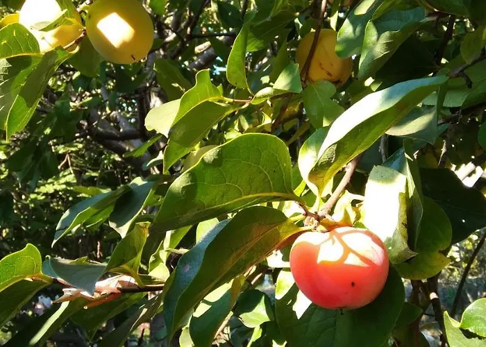 Arti 度假居 卡萨米尔