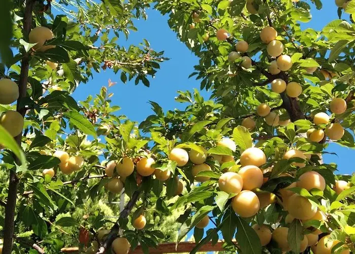 度假居 Arti 卡萨米尔